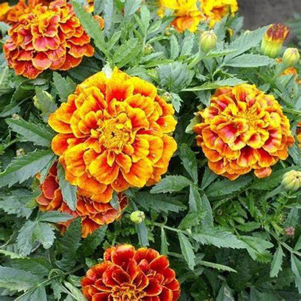 marigold mix seeds Marigold 'French Sparky Mix' Seeds – D&H Seed Harvest Co