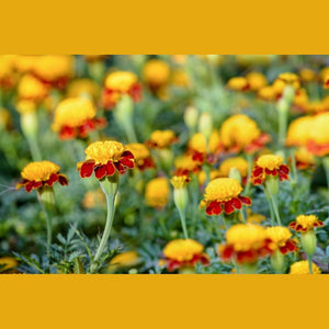Marigold 'Tiger Eyes' Seeds