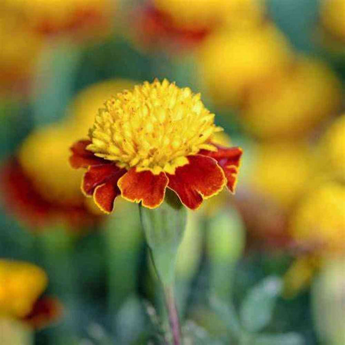 Marigold 'Tiger Eyes' Seeds