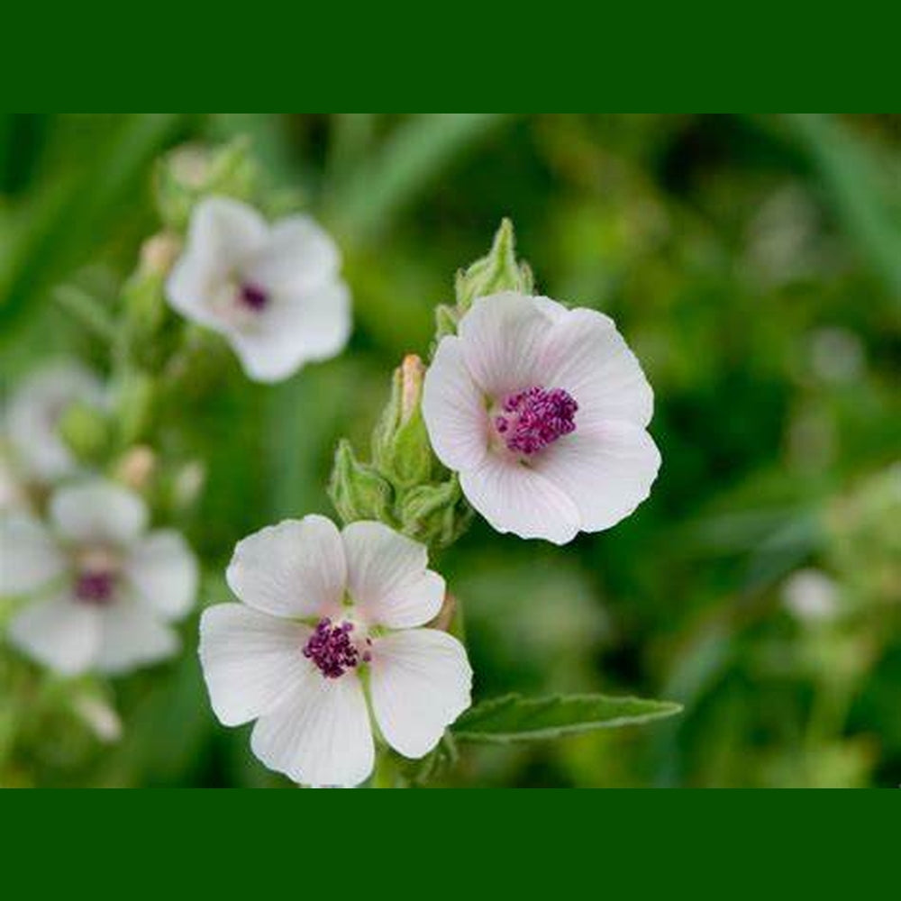 thumbnail image 2 of Black Marshmallow Plant Althaea Officinalis Malvaceae 2 of 14