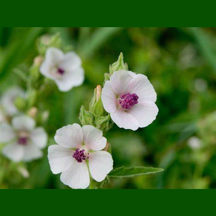 Althaea officinalis 'Marshmallow' Seeds