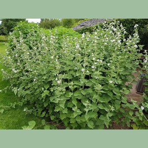 Althaea officinalis 'Marshmallow' Seeds