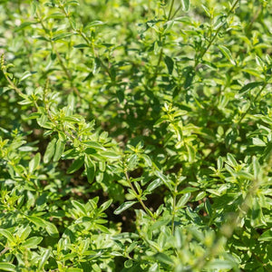 Mint 'Balcan' Seeds