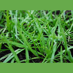 Plantago coronopus 'Minutina' Seeds