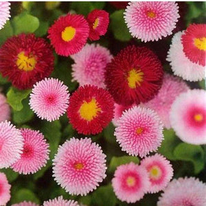 SAMPLE SIZE Monstrosa Double ‘English Daisy Mix’ Pinks, Cream & White