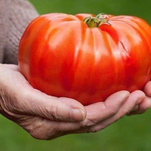 SAMPLE SIZE Tomato 'Heirloom Mortgage Lifter Beefsteak' Seeds