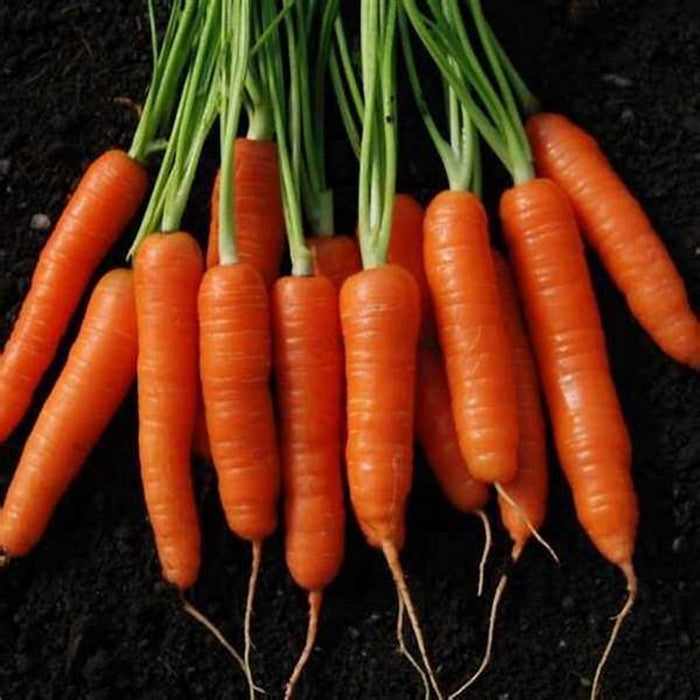 Carrot 'Nantes Darcy' Seeds