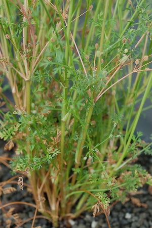 Daucus glochidiatus 'Native Australian Carrot' Seeds