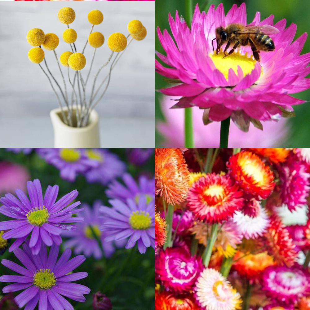 western australian wildflower seeds Australian Native Wildflower Sprinkle Mix' Seeds – D&H Seed Harvest Co