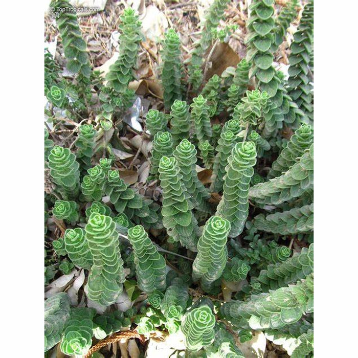 Oregano 'Turkish' Seeds