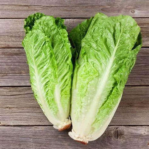 Sample Size Lettuce Cos 'Paris Island' Seeds