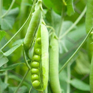 SAMPLE SIZE  Pea 'Early Crop Masey' Seeds