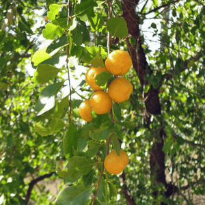 Petalostigma Pubescens ’Quinine bush' Seeds