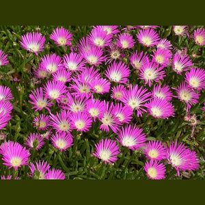 SAMPLE SIZE Disphyma crassifolium 'Pig Face Rounded Noon Flower' Seeds