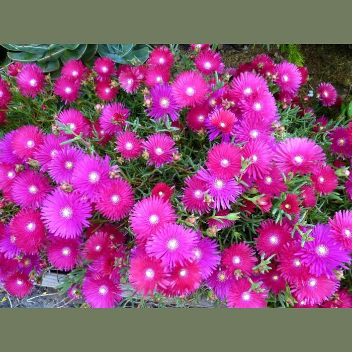 SAMPLE SIZE Disphyma crassifolium 'Pig Face Rounded Noon Flower' Seeds