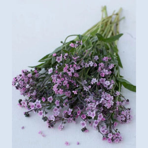 CYNOGLOSSUM Mystic Pink 'Chinese Forget Me Not' Seeds