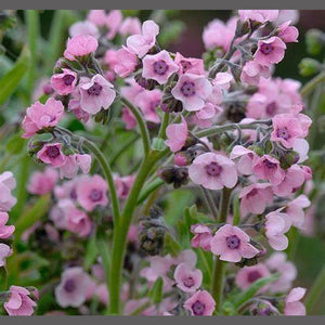 CYNOGLOSSUM Mystic Pink 'Chinese Forget Me Not' Seeds