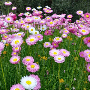 SAMPLE SIZE Rhodanthe Chlorocephala 'Pink & White Everlasting Paper Daisy'
