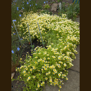 Limnanthes 'Poached Egg' Seeds