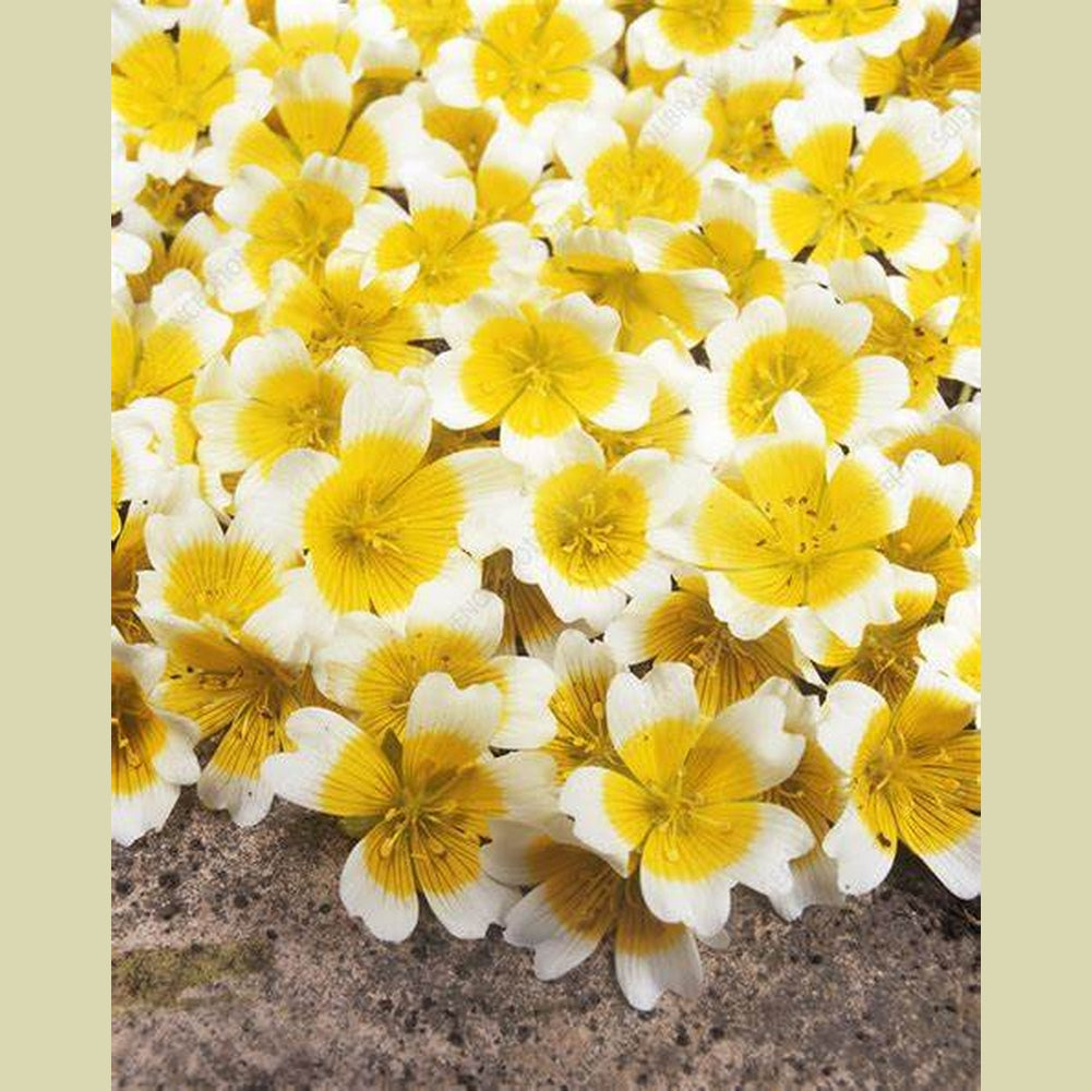 poached egg plant in pots Limnanthes 'Poached Egg' Seeds – D&H Seed Harvest Co