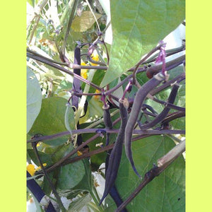 Bean 'Climbing Purple King' Seeds