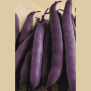 Bean 'Climbing Purple King' Seeds