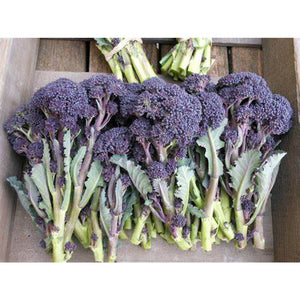 Broccoli 'Baby Purple Sprouting' Seeds