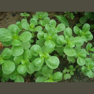 Purslane portulaca 'Green' Seeds