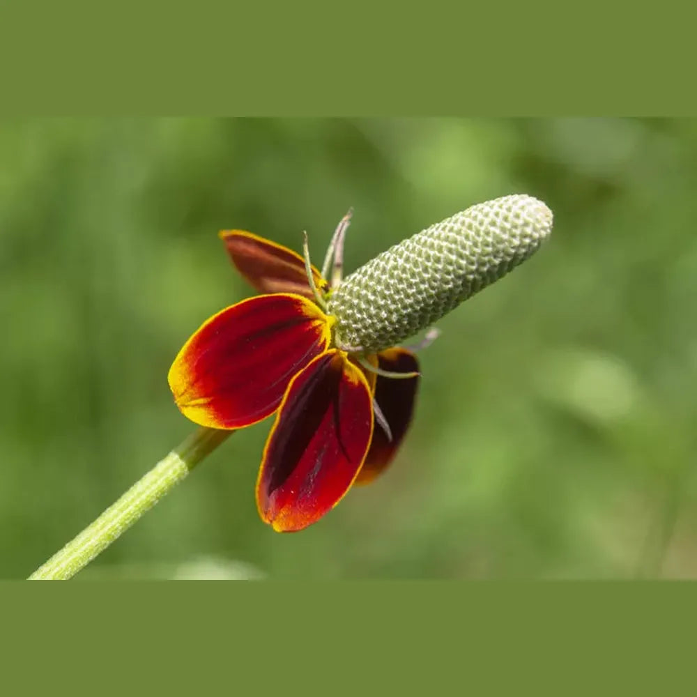 Ratiba 'Mexican Hat Prairie Coneflower' Seeds – D&H Seed Harvest Co
