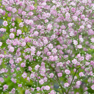 Gypsophila Baby's Breath 'Rosea' Seeds