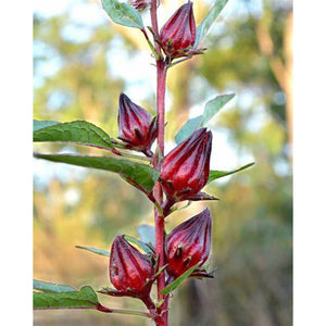 Hibiscus sabdariffa 'Rosella' Seeds