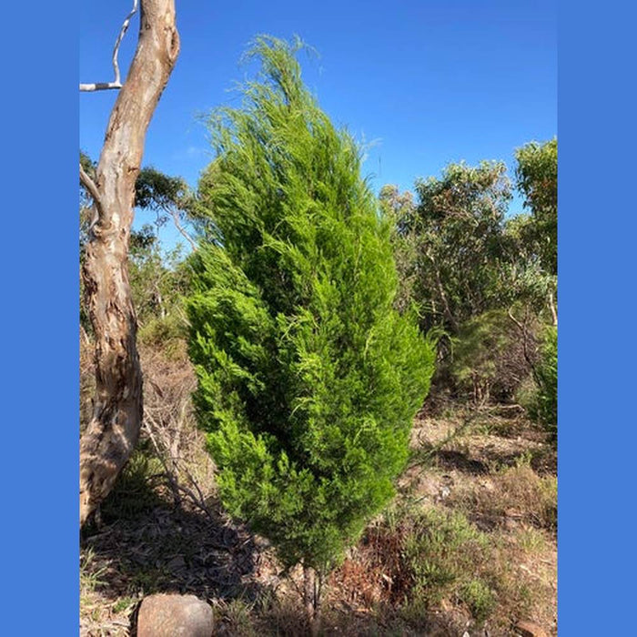 Callitris preissii 'Rottnest Island Pine' Seeds