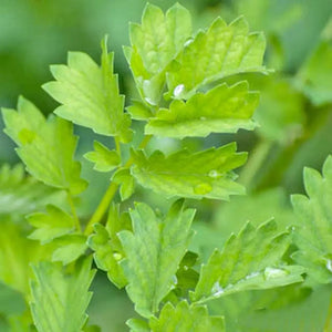 Burnet ’Salad' Seeds