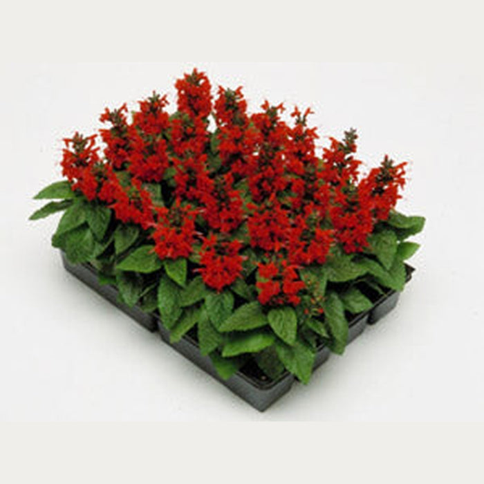 SAMPLE SIZE Salvia 'Blaze of Fire' Seeds