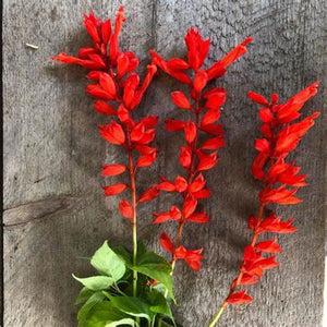 SAMPLE SIZE Salvia 'Blaze of Fire' Seeds