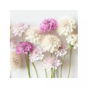 Scabiosa ‘Dwarf Double Flower Mixed’ Seeds