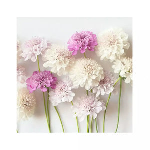 SAMPLE SIZE Scabiosa ‘Dwarf Double Flower Mixed’ Seeds