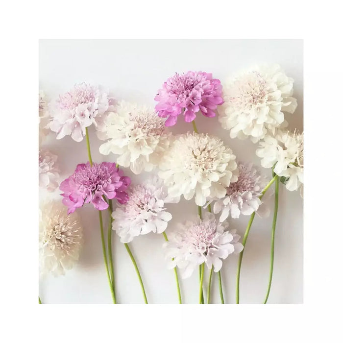 SAMPLE SIZE Scabiosa ‘Dwarf Double Flower Mixed’ Seeds