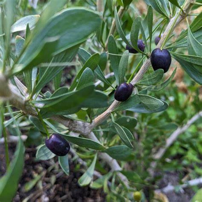 Scaevola spinescans 'Currant Bush' Seeds