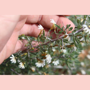 Scaevola spinescans 'Currant Bush' Seeds