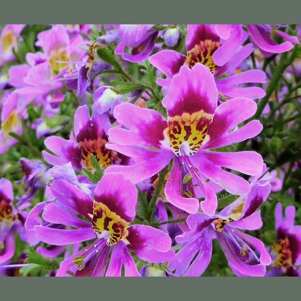 schizanthus plant Schizanthus Angel Wings 'Poor Mans Orchid' Seeds – D&H Seed Harvest Co