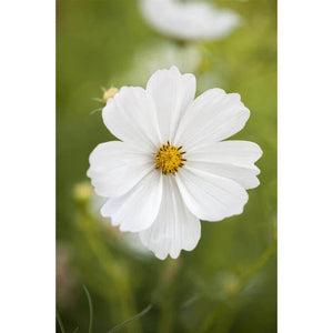 SAMPLE SIZE Cosmos 'Sensation Purity White' Seeds