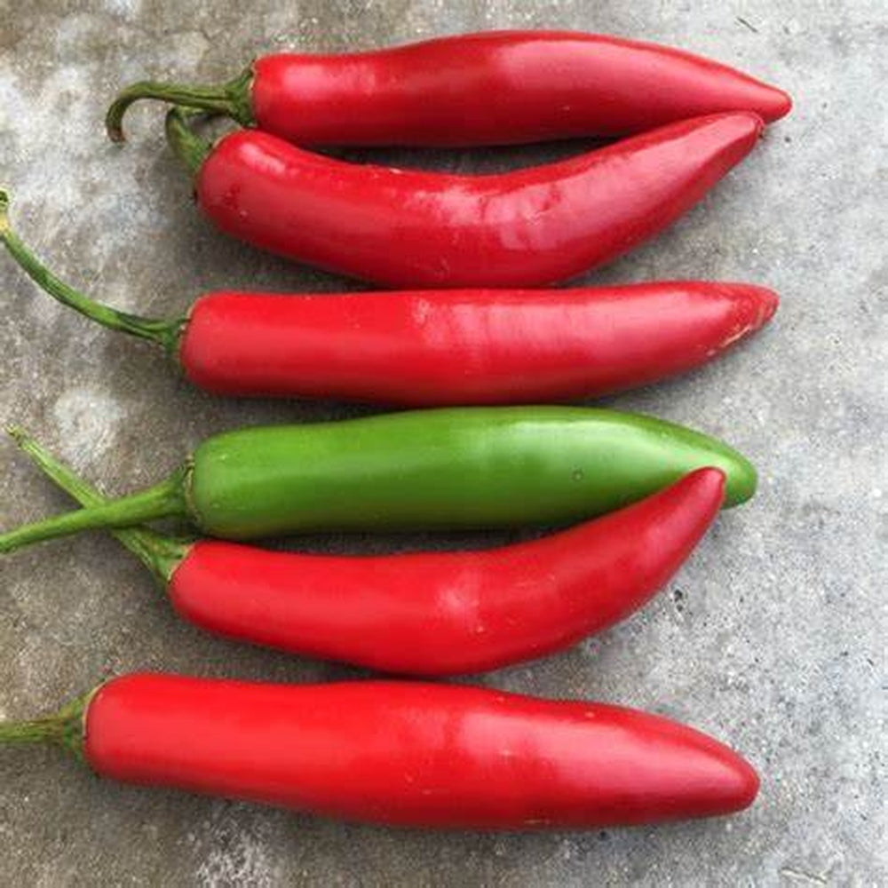 Chili 'Serrano' Seeds – D&H Seed Harvest Co