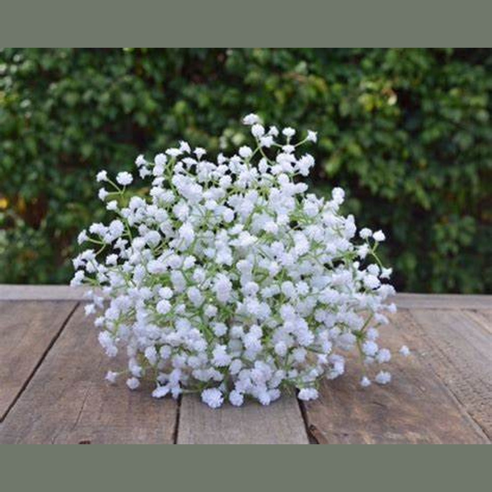 Gypsophila Baby's Breath 'Paniculata Snowflake' Seeds – D&H Seed Harvest Co