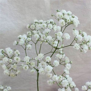 Gypsophila Baby's Breath 'Paniculata Snowflake' Seeds