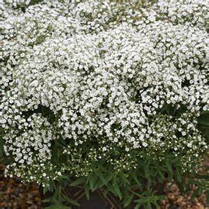 Gypsophila Baby's Breath 'Paniculata Snowflake' Seeds