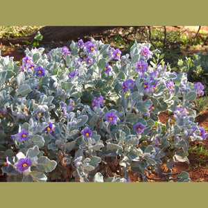 Solanum lasiophyllum 'Flannel Bush' Seeds