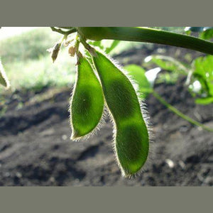 Bean 'Soy Bean' Seeds