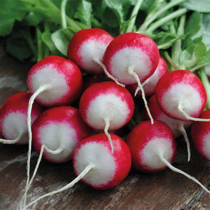 SAMPLE SIZE Radish 'Sparkler' Seeds