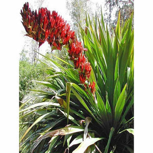 Doryanthes palmeri 'Spear Lily' Seeds